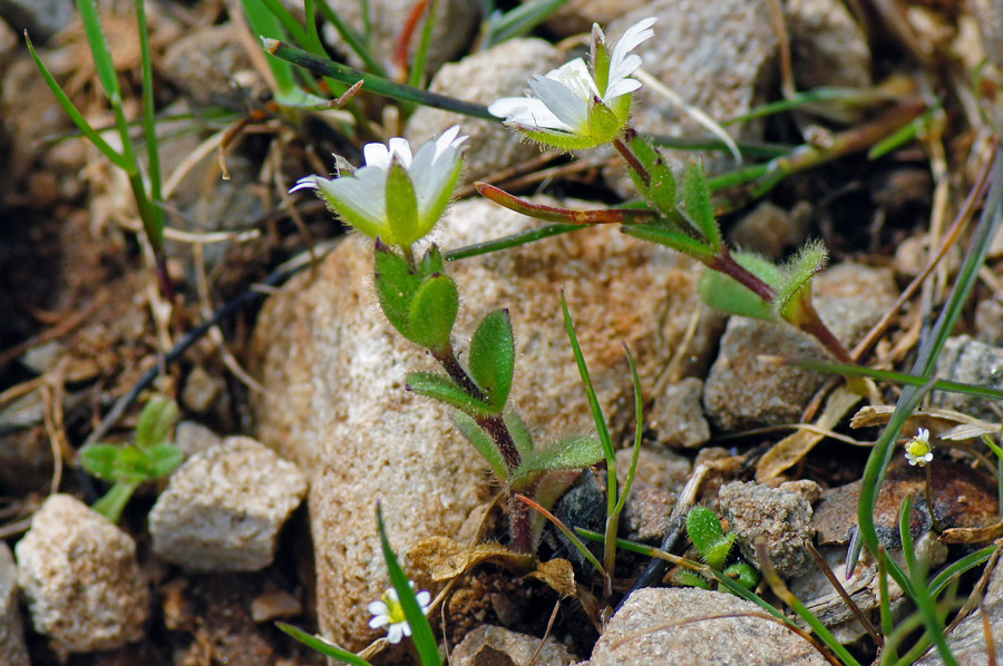 Brassicacea da determinare - no, Cerastium sp.
